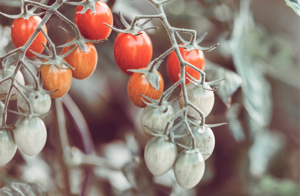 Tomaten im Garten des Biohotels Retter