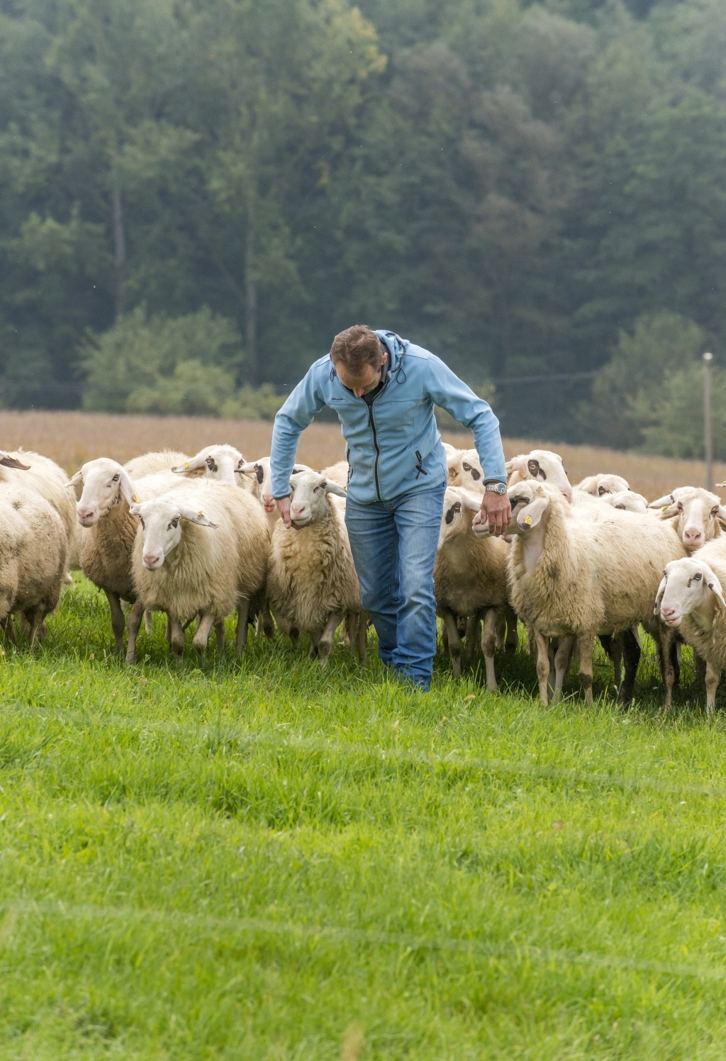 Biohof Schieder Weide mit Schafe