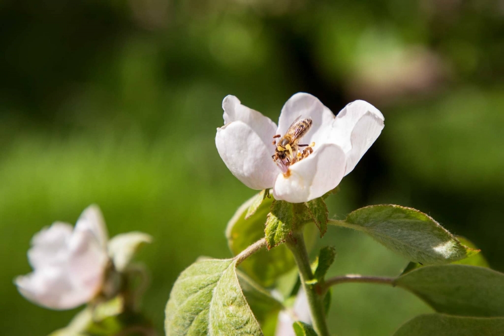 Biene in Blüte in der Natur rund um das Biohotel Retter