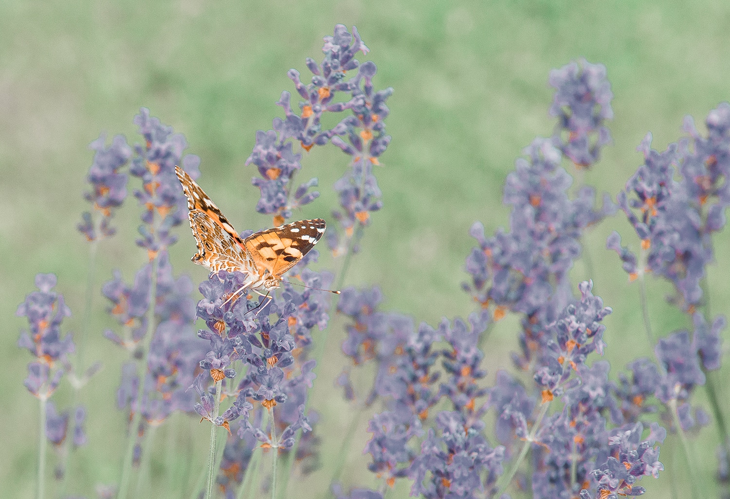 Schmetterling in Blumenwiese im Garten der Sinne des Biohotels Retter