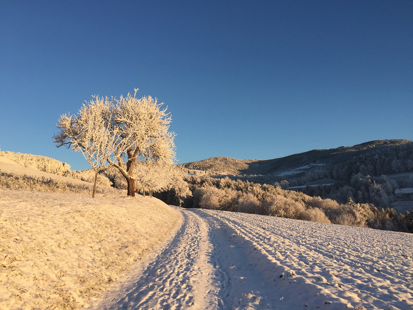 Zauberhafte Winterlandschaft am Pöllauberg