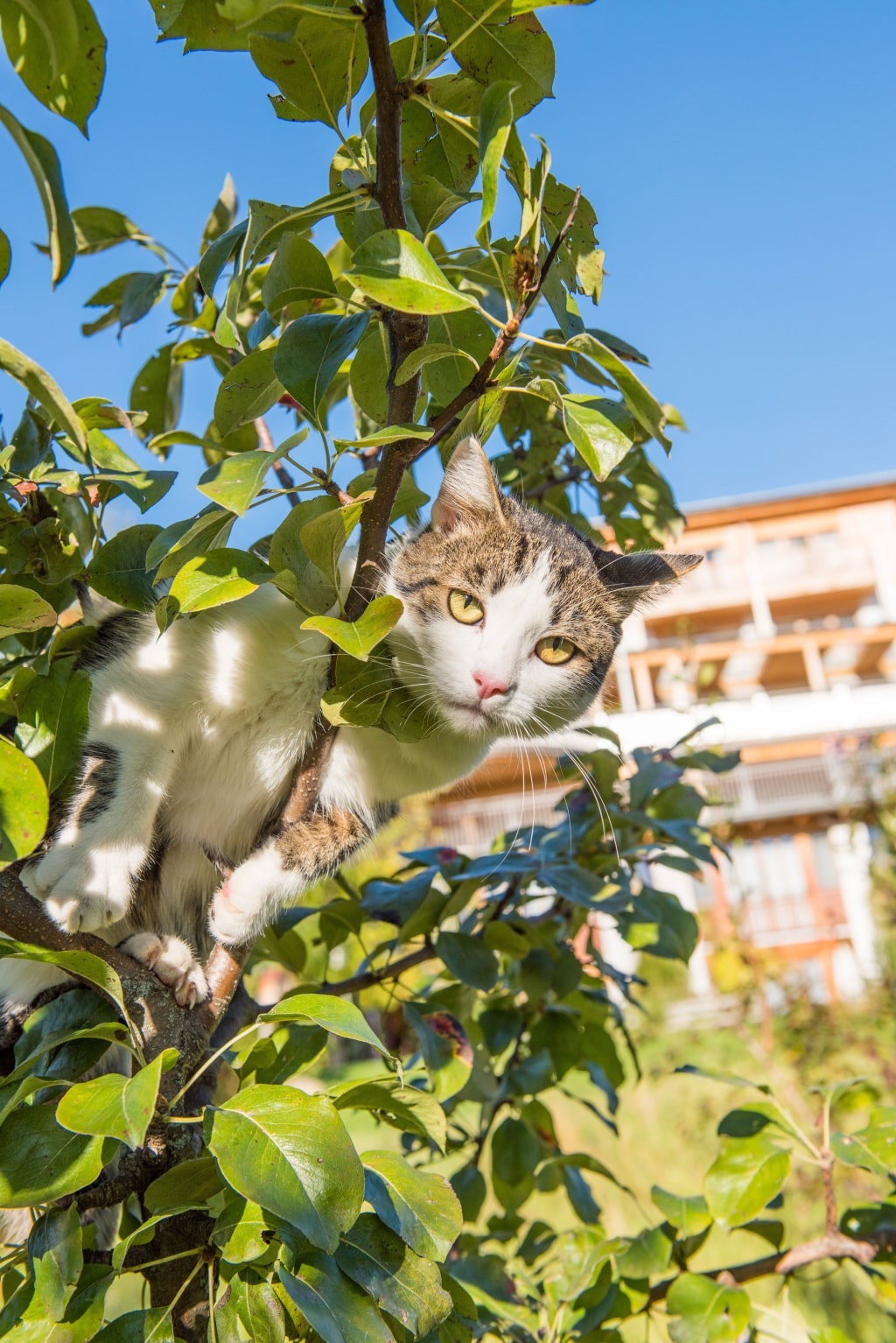 Unser Hauskater Moritz klettert gerne auf unsere Hirschbirnbäume