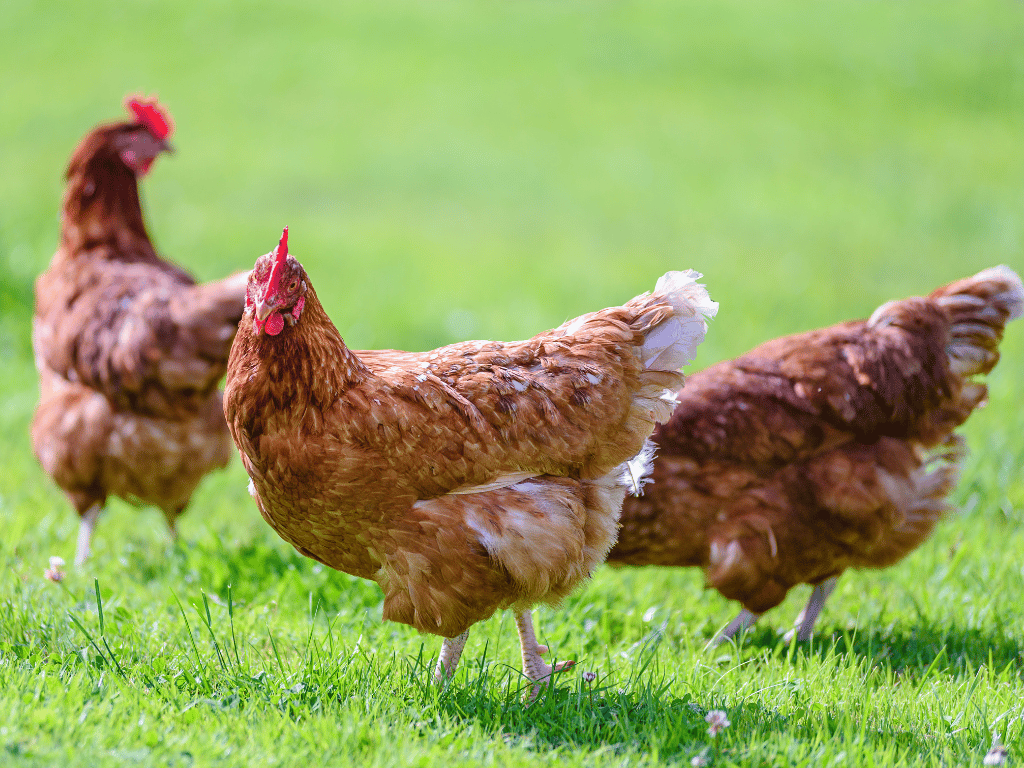 Hoteleigene Hühner aus Bio-Freilandhaltung