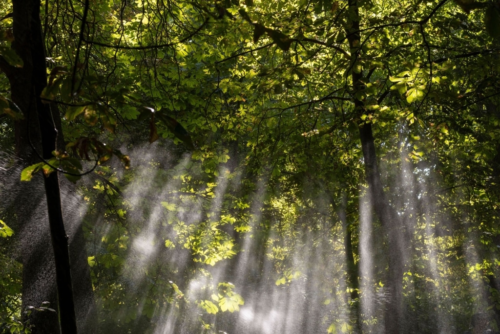 RETTER Bio-Organic-Spa mit Entspannung auf Wasserbetten im Walddom